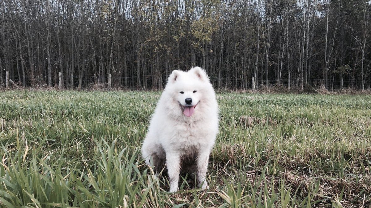dskimcbski's tweet photo. Devastated today,there’s a huge Samoyed size hole in my heart…
Rest easy big lad…love you so much 😭😭😭#RIPKasper #cloud #dogsarefamily https://t.co/5Y6jnz42RO