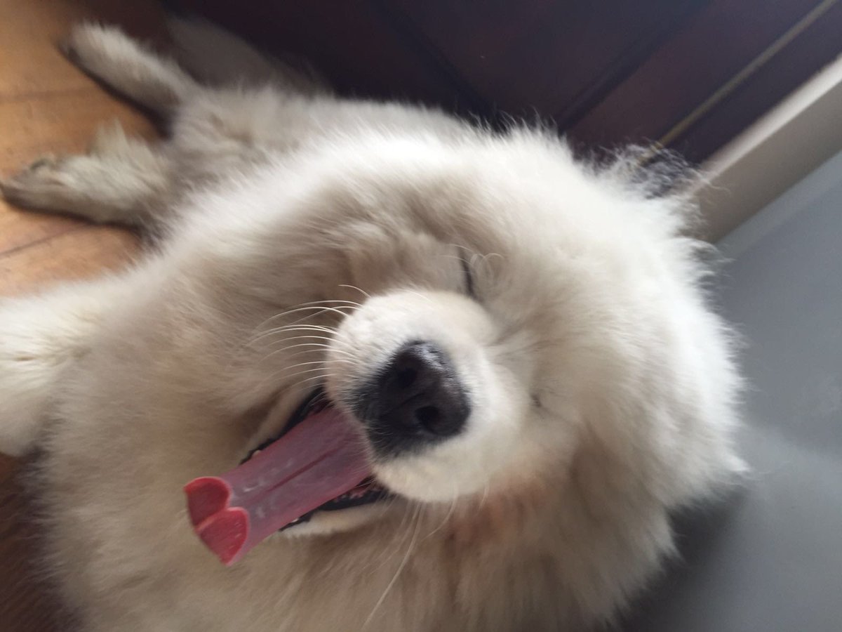 dskimcbski's tweet photo. Devastated today,there’s a huge Samoyed size hole in my heart…
Rest easy big lad…love you so much 😭😭😭#RIPKasper #cloud #dogsarefamily https://t.co/5Y6jnz42RO