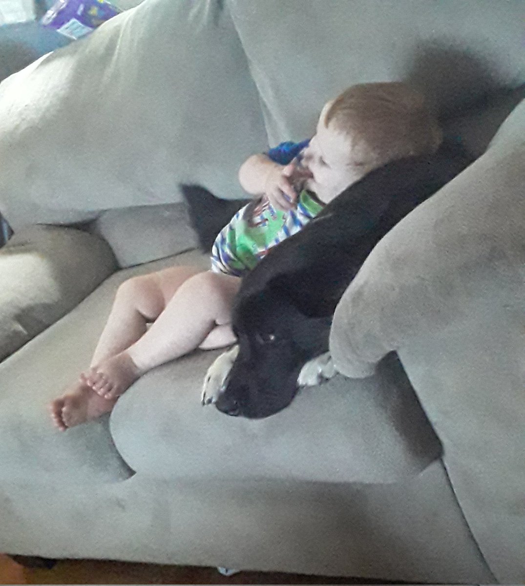 Just a boy and his beast ♡
#DogsofTwittter #dogs #cute #Beast #BestFriends