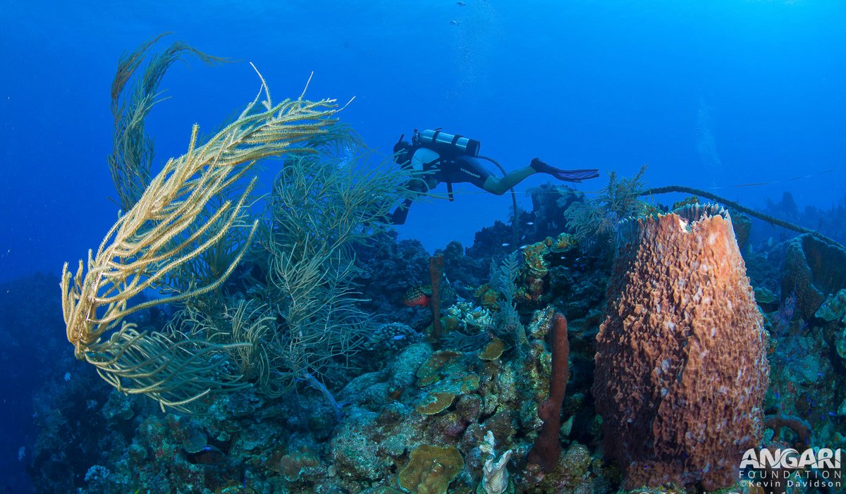 ANGARIocean's tweet photo. Scientists refer to the #GiantBarrelSponge as the “#redwood of the reef” because of its incredible life span -- the oldest ever recorded lived for 2300 years! The sponge in this photo is likely much younger, but could be up to a hundred years old. #ANGARIDeepDive https://t.co/okptjzkkN9