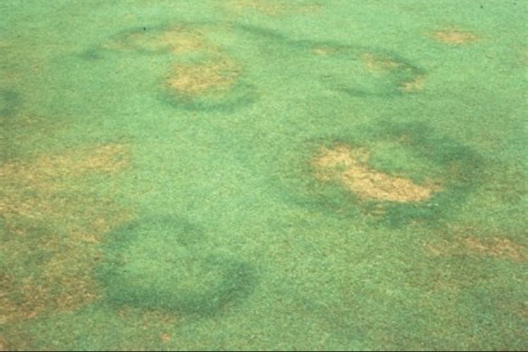 The time of year you hate to see fairy ring!!! DYK <a href="/BASFTurf_us/">BASF Turf US</a> has a fairy ring promise? Follow our recommendations for prevention of fairy ring if u have break thru we take care of you with curative app. betterturf.basf.us/content/dam/cx…