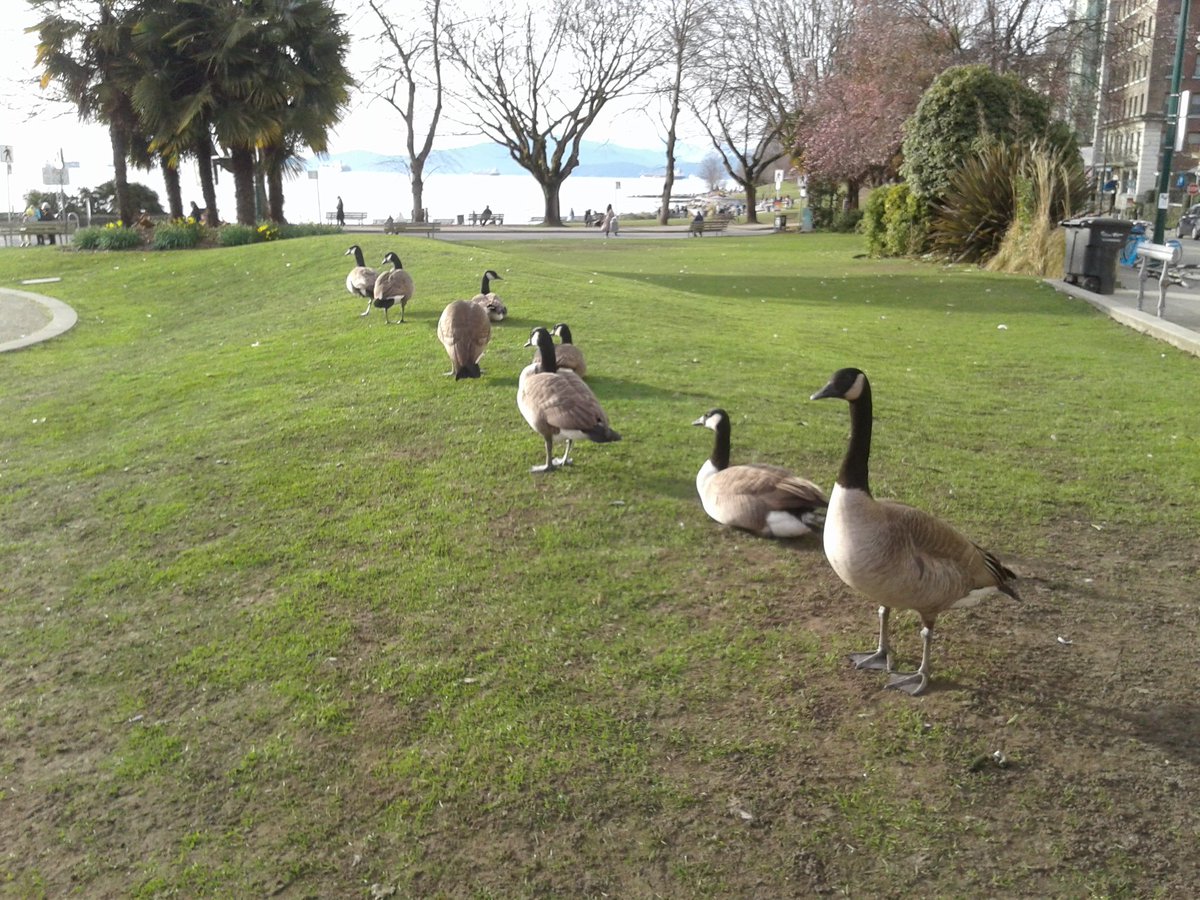 FavouriteDajdza's tweet image. I komšinice guske vježbaju dva metra distance
#DeltaPlusVariant