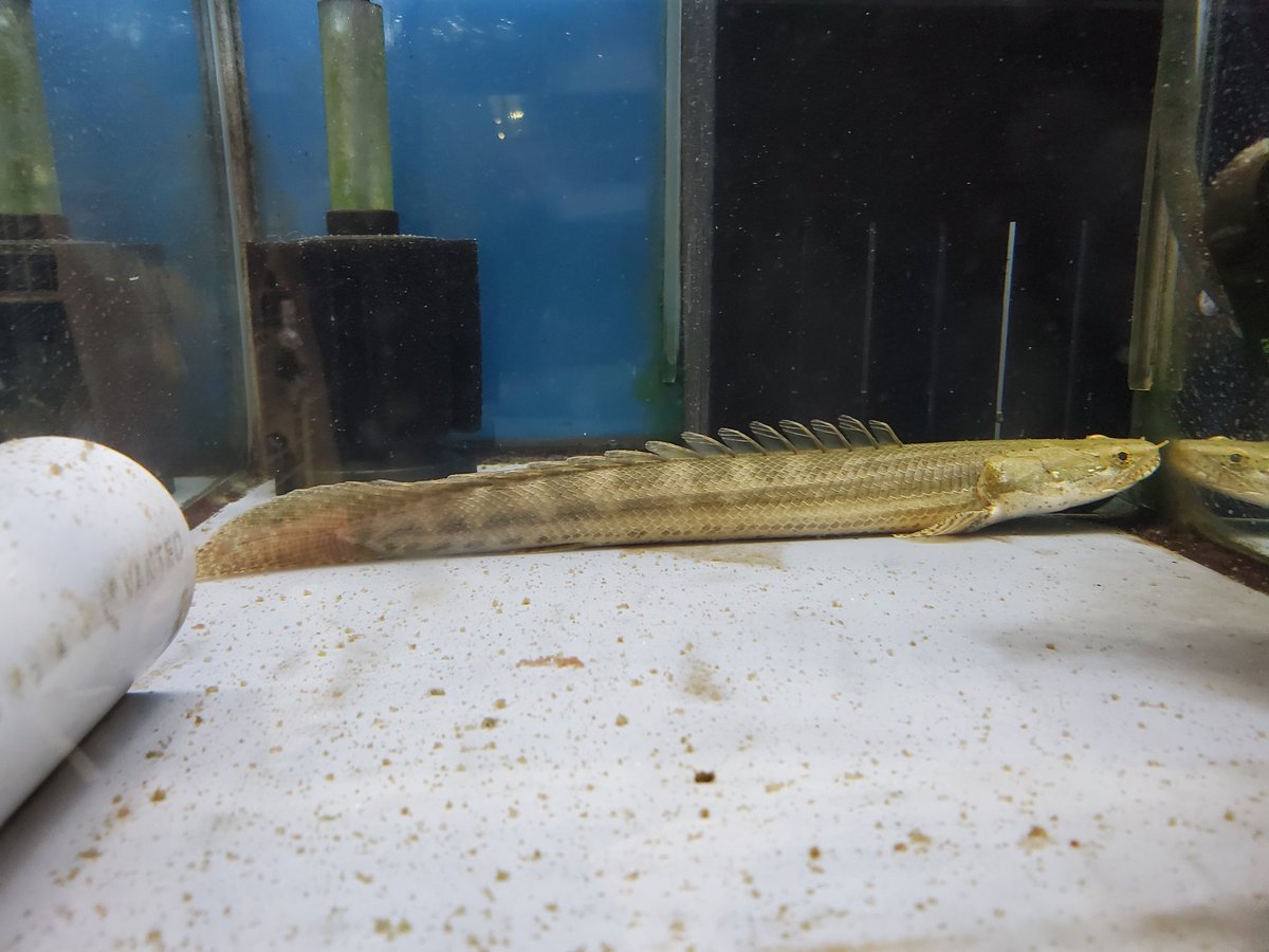 古代魚大好きな人 今日初めて行くペットショップ行ったらビキールが居たちっちゃい金魚とかが90cm水槽 入っててビキールは30cmのキューブ水槽みたいなとこに入れられとってめっちゃ可哀想だった 連れて帰ってあげたかったけど帰るまで2時間ぐらいかかるし 古代魚大好きな人 今日初めて行くペットショップ行ったらビキールが居たちっちゃい金魚とかが90cm水槽 入っててビキールは30cmのキューブ水槽みたいなとこに入れられとってめっちゃ可哀想だった 連れて帰ってあげたかったけど帰るまで2時間ぐらいかかるし