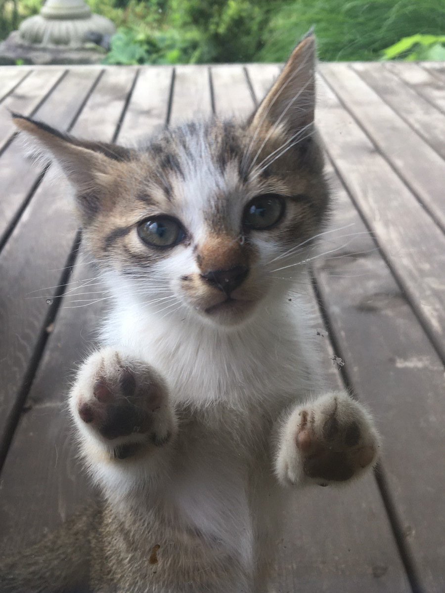 skpmy238's tweet photo. 飼い主さん探してます。新潟市西区です。6匹猫飼いのお客様のお宅に遊びに來るノラちゃんが仔猫を連れて來るようになったそうで5月生まれとの事。性別は未確定ですが多分姉妹、です♡パセリとバジルの鉢の中に丸くなる姿が可愛い子達🐈我が家ではもう増やせないと、見守るのみ。ご連絡お待ちしてます🙇‍♀️ https://t.co/6CkxtseH6C