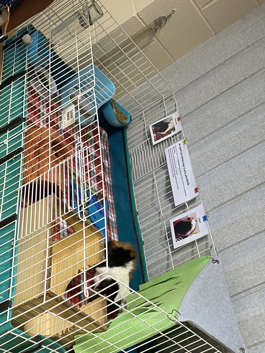 kmasonWHE's tweet photo. Meet our newest Panda family members: Orbit and Ramones. Just enjoying a morning nibble. @CrisFord23 Thank you for your love of science, animals, and most importantly, our students!!!@HumbleISD_WPE @HumbleISD #pandaproud #LightTheWay @wdyanaya https://t.co/1jYGpLYhr1