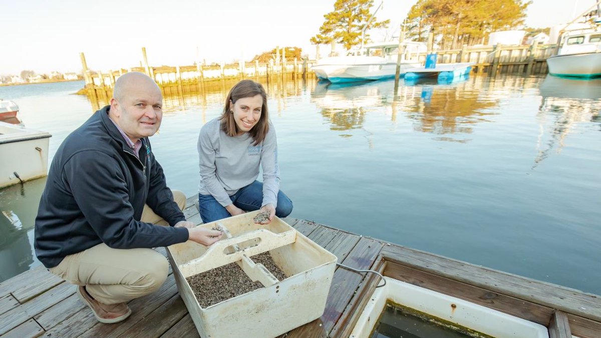 HoopersIsland's tweet image. Curious how oysters are grown from seed to shuck? We posted a short video showing how we raise #sustainable seafood in recognition of #NationalOysterDay #oysterfarming #EasternShore youtube.com/watch?v=cbPsFT… #oysters