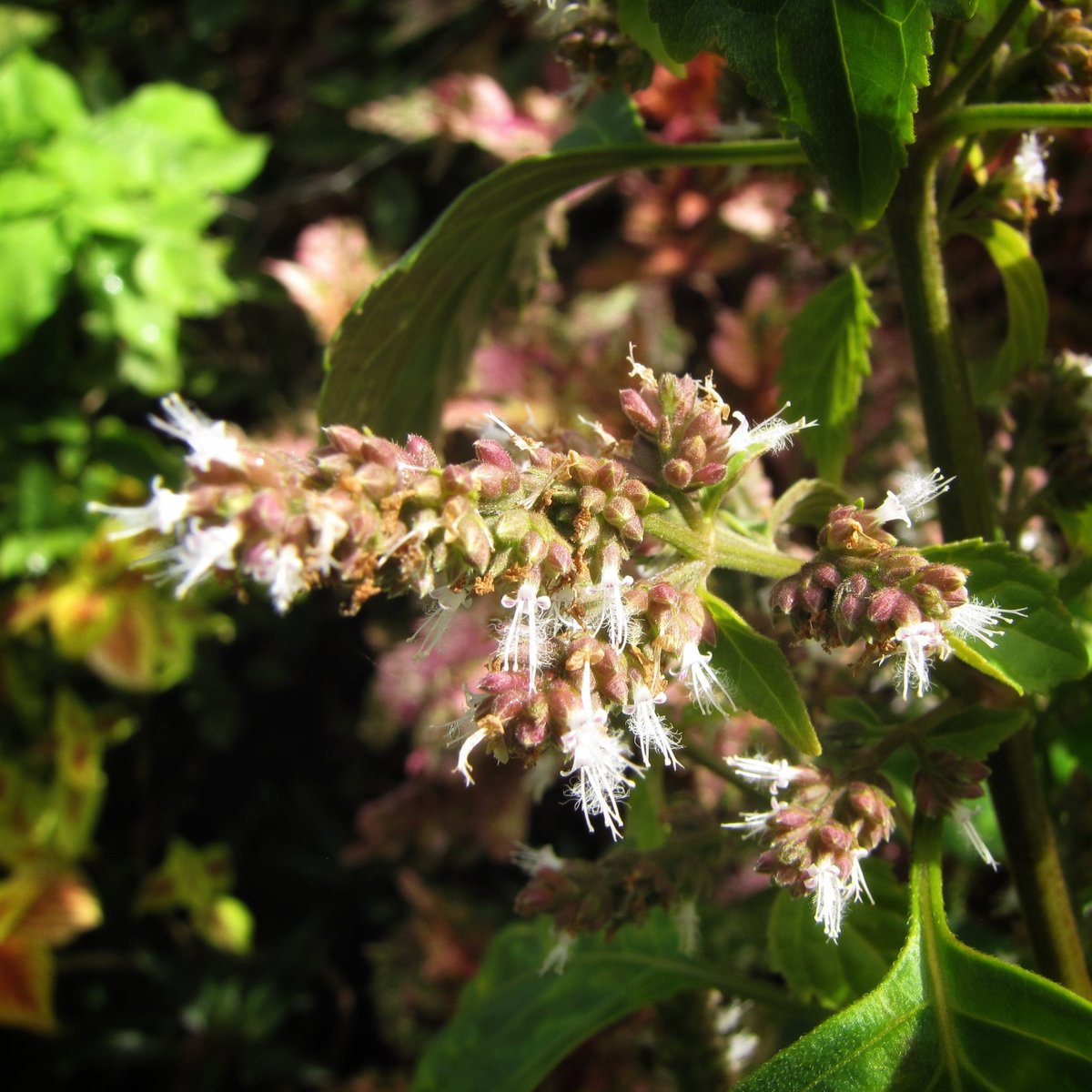 Pogostemon cablin. индийские пачули. цветы пачули. Pogostemon cablin patchouli. цветы пачули.