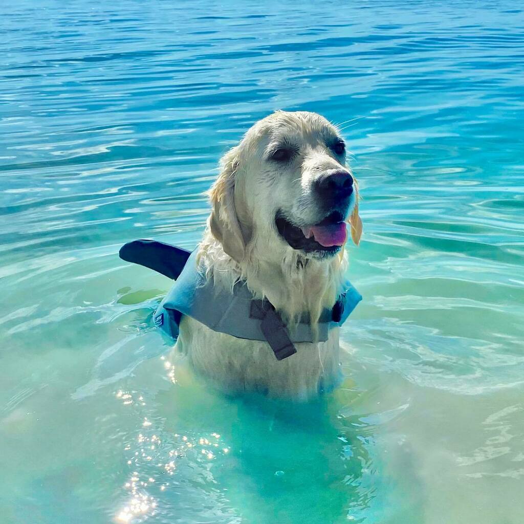 TheGoldenRatio4's tweet photo. am shork 🦈 https://t.co/KIdGlToPjJ