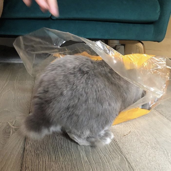bunkoofiles's tweet photo. NOMNOM https://t.co/OZQF1lahYz