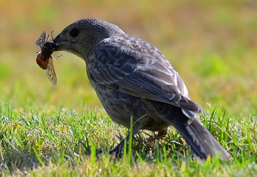 Nicki Jhabvala tweet media