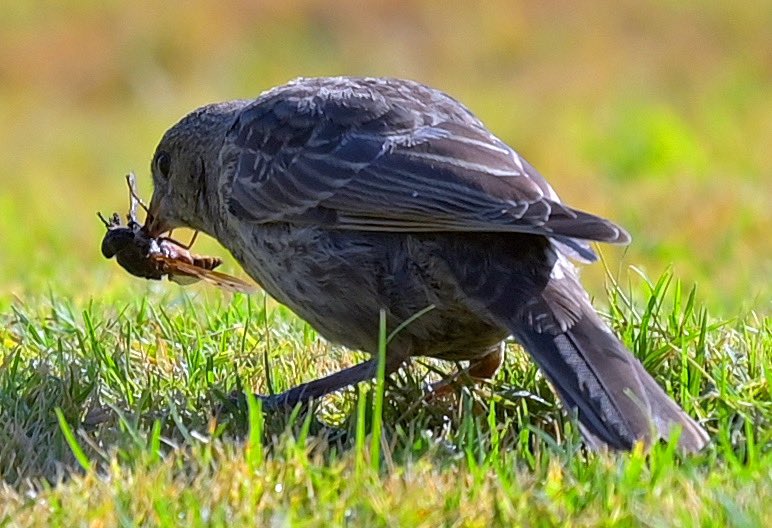 Nicki Jhabvala tweet media