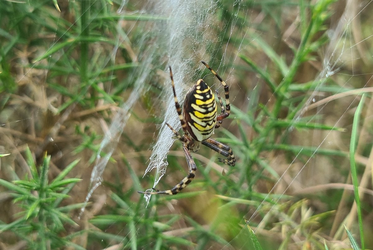 youngonesfive's tweet photo. Spotted this lovely female #WaspSpider this morning before the rain. @HantsIWWildlife @wildlife_uk @JimDay22857614 @bobservablelife #TheLakes #NewForest @ThePhotoHour @PhilippaDrewITV @itvmeridian #Samsung20plus https://t.co/PZr4COSYhF