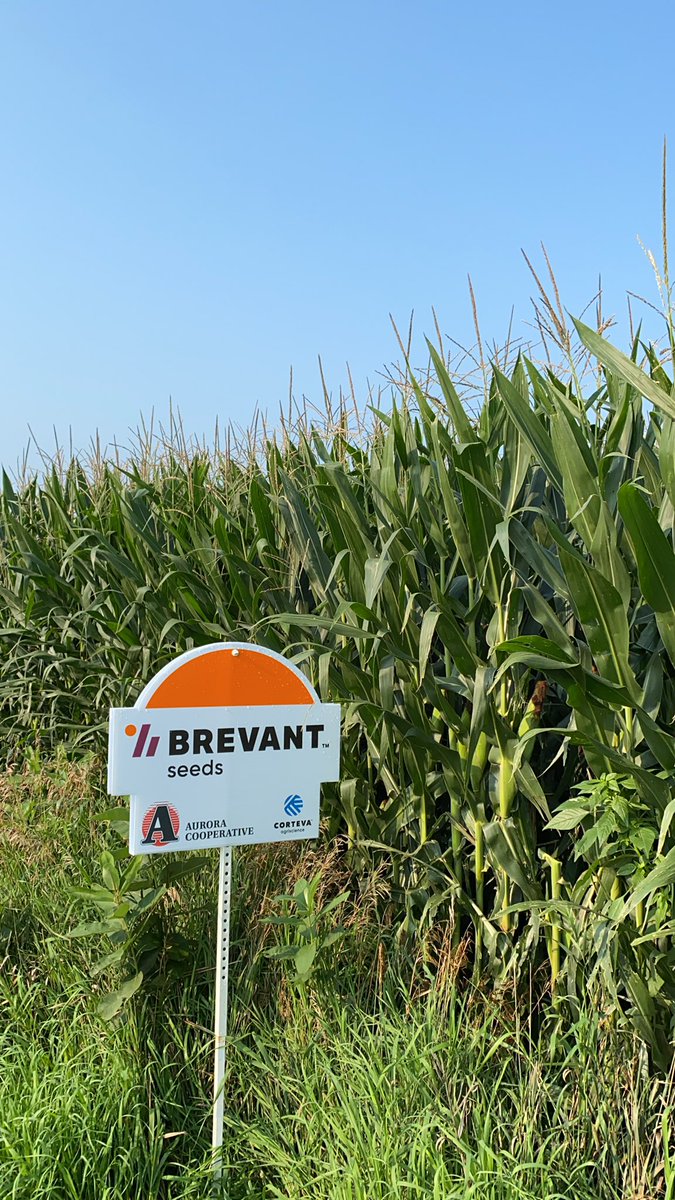 jhope624's tweet photo. @BrevantseedsUS looks like they’re going to have another solid year.  B14Z97 standing tall through the recent wind #whynotBrevant @anna_bohlken https://t.co/j2WuYSM2ky