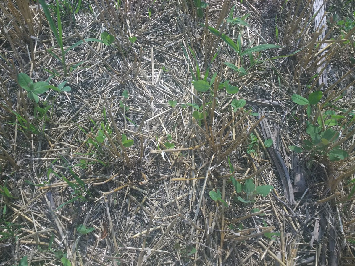 PaulCaplette's tweet image. Dans cette section notre reprise de trèfle est timide. On ajoute une mélange pois, radis, tournesol,+ restant de blé hiver.
#agriculture 
#innovation
#couvertvegetal
Réduction 
#ges
#santé #sol