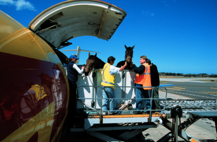 真里谷 競走馬の飛行機輸送風景 海外のサイトだとたいてい Air Horse One って呼ばれててすき 真里谷 競走馬の飛行機輸送風景 海外のサイトだとたいてい Air Horse One って呼ばれててすき