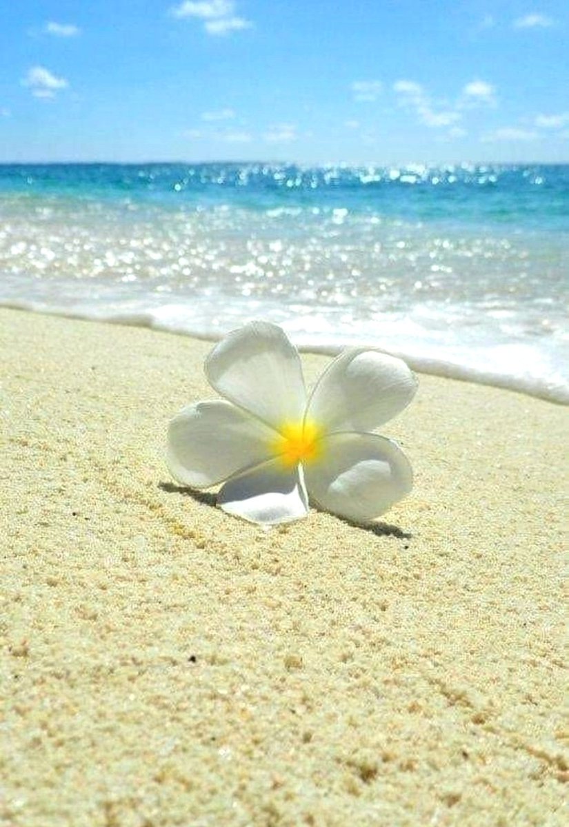 CSprite3's tweet image. Good morning, friends🌺Thursday is here and Friday is just peeking around the corner. Set a goal for the day. Do them one by one and never let it overwhelm you. With everything going on, life has a way of running us over. Prioritized and organized. Have a beautiful day😊🌸🦋☀️❤