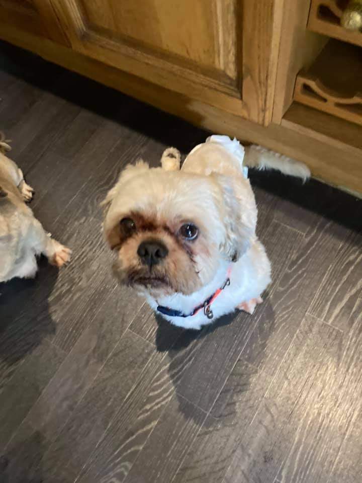 star_rescueuk's tweet photo. Alfie Update
Not available for adoption until further notice 💙
#dogswithwheels #disableddogs #shihtzuactionrescue #RescueDogs https://t.co/kRMMTBEPOs