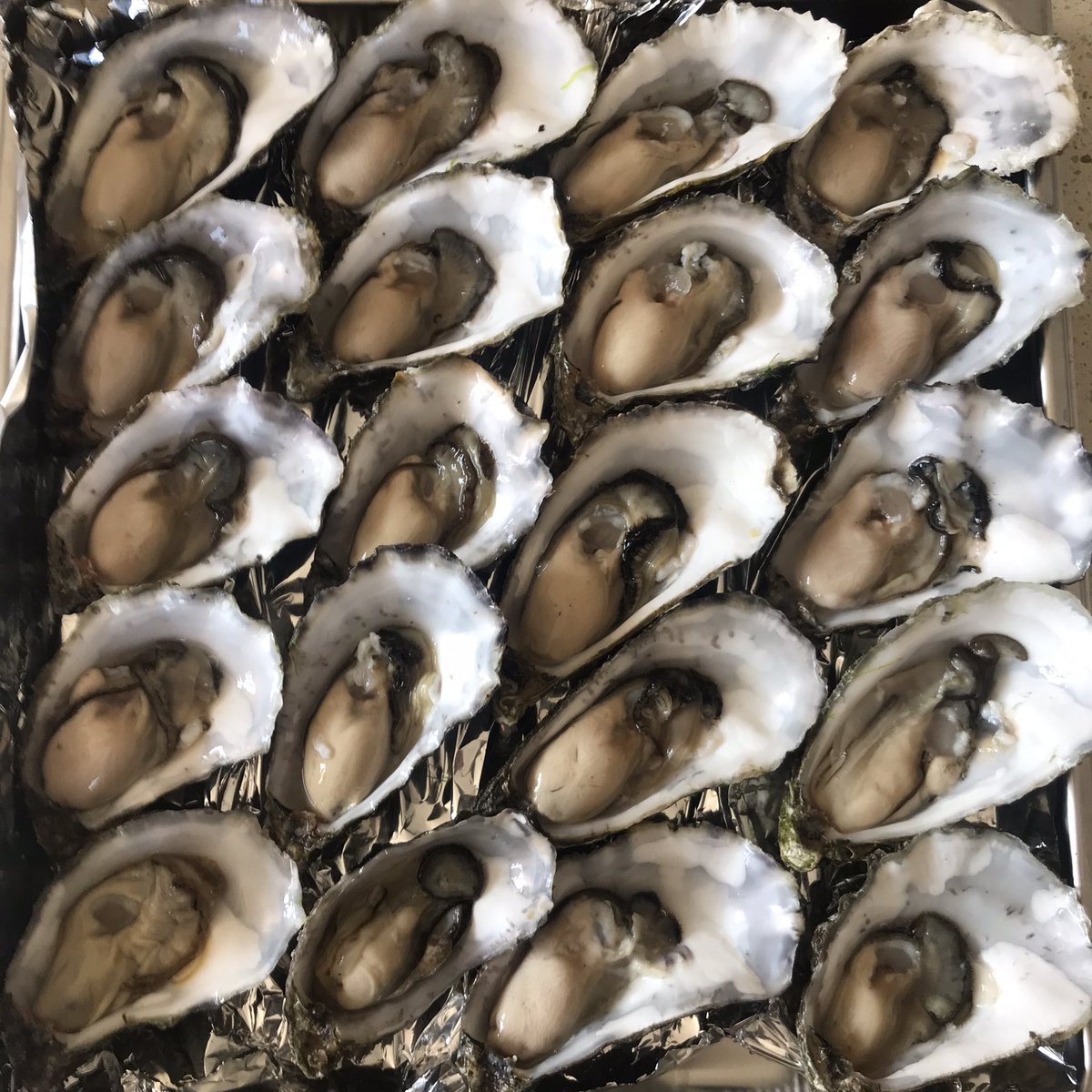 KellyOysters's tweet photo. On this #worldoysterday we hope you get to enjoy some #oysters wherever you find yourself 
.
#irishoysters #kellyoysters #tastetheatlantic https://t.co/I3gn9F5LD0