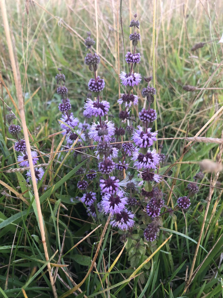 BoswachterEdJ's tweet photo. En de zeldzame #Polei bloeit weer! Enige vindplaats hier in de regio maar in dit grasland massaal aanwezig. https://t.co/c81Nvpwkgk