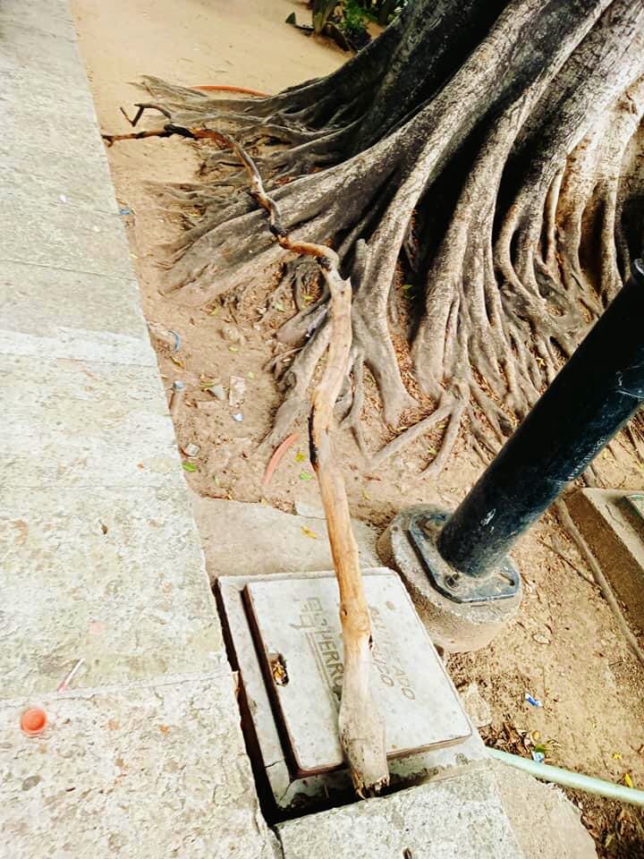 PeatonVigilante's tweet photo. #Zócalo #Oaxaca

#UnidadTerri paramédicos da primeros auxilios a persona lesionada por caída de #RamaSeca. A pesar que se ha notificado e incluso ofrecido ayuda a @MunicipioOaxaca para remover este peligro con equipo especializado, este ha sido omiso en prevención de accidentes. https://t.co/wObraFKr1E