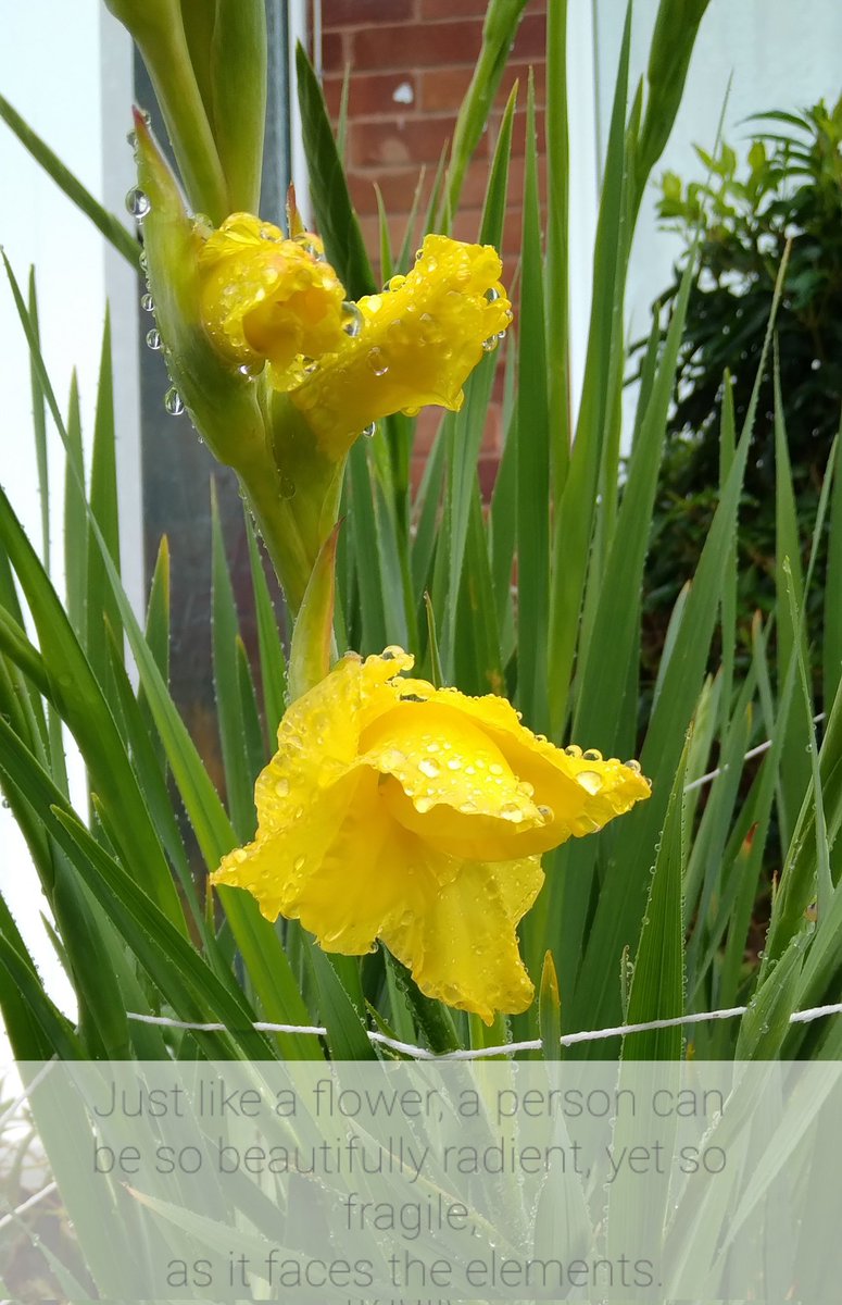 SianVidak's tweet photo. Kissing the rain.
#flower #radient #poetic #rain #fragile #refletion #writer #beautiful #seasons #nature #elements #water #growth #Mentalhealth https://t.co/SEgQJNlN2R