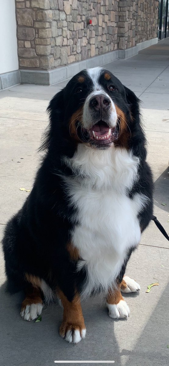 EveryoneSocial's tweet photo. Our head of paid acquisition, @Nielsen1Casey, has the "ultimutt" colleague. Isn't Champ doggone handsome? 😍 https://t.co/NINpTxMbMc
