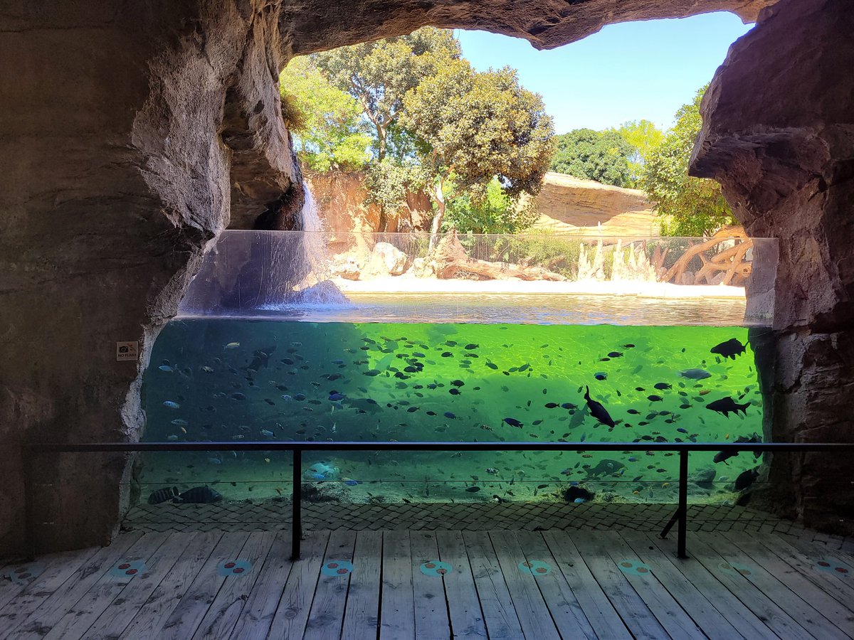 alexdelmas10's tweet photo. No acostumo a utilitzar twitter per temes personals però @Bioparc és SÚPER recomenable!

#ExperienciasBioparc https://t.co/6U3Tz06ZZZ