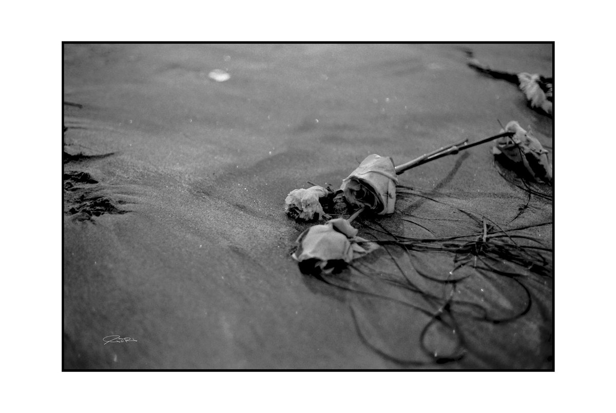 NotJamesParsons's tweet photo. Roses.
7/18/2021
.
.
.
#canon #35mm #35mmfilm #ffp #dracula64 #35mmphotography #santamonica #california #beach #wanderlust #travel #redfilter #lowISO #monochrome #bw_crew #film #filmphotography #photooftheday #analog #filmcommunity #shotonfilm #shootfilm #drivebyfilm https://t.co/xd2CLEzkCT
