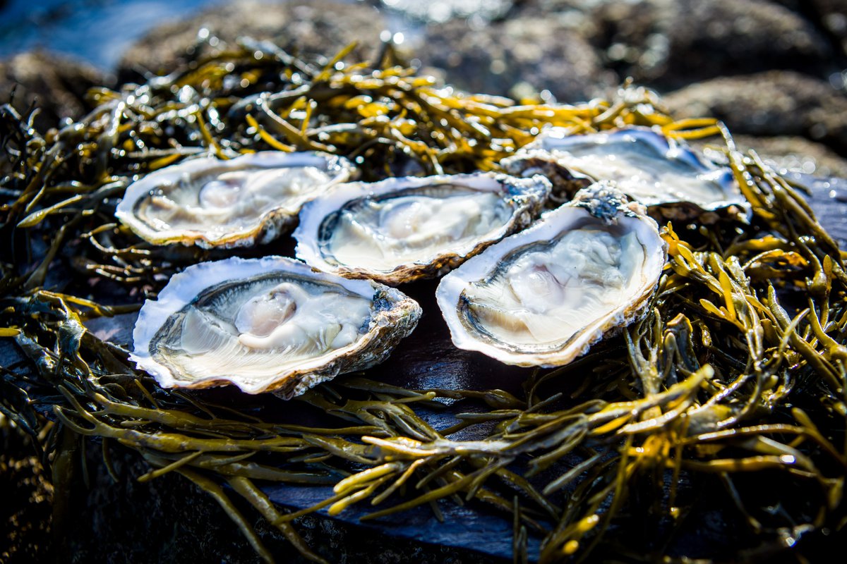 Happy #NationalOysterDay! If you haven't tried oysters before, today's the day #localseafood #WildAtlanticWay #oysters