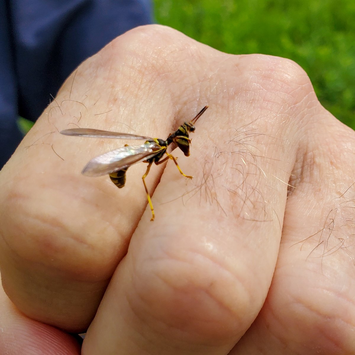 LCFPD's tweet image. Here’s a neat find from Environmental Educator Mark Hurley—a wasp #mantidfly (Climaciella brunnea). 😮 Oddly enough, it’s neither a mantis nor a fly. The body and coloration mimic a paper #wasp, but the grasping, or raptorial, forelegs tell us they’re unrelated to wasps.