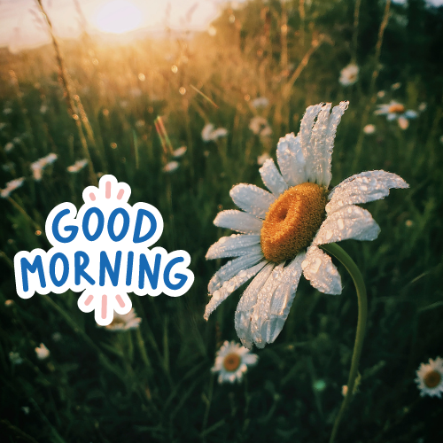 apinchofsaltbd's tweet photo. Wishing you all a happy,healthy and bright morning.
#GoodMorningTwitterWorld  #Beautifulday https://t.co/2BIqSC64Pb