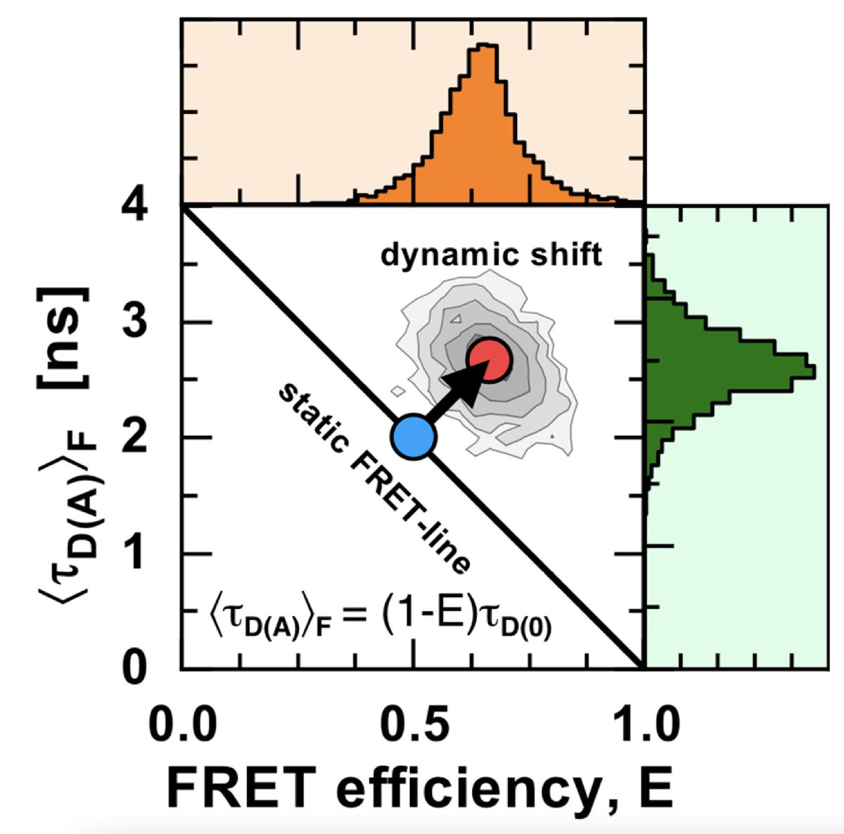 anders_barth's tweet photo. This preprint is for the #smFRET people out there. To identify dynamics, we like to put reference lines on the histograms of the molecule-wise FRET efficiency and donor lifetime… yet we never quite explain them in detail. So we wrote a paper on it. https://t.co/uZfqPmW4ub https://t.co/bzssdaLwIU