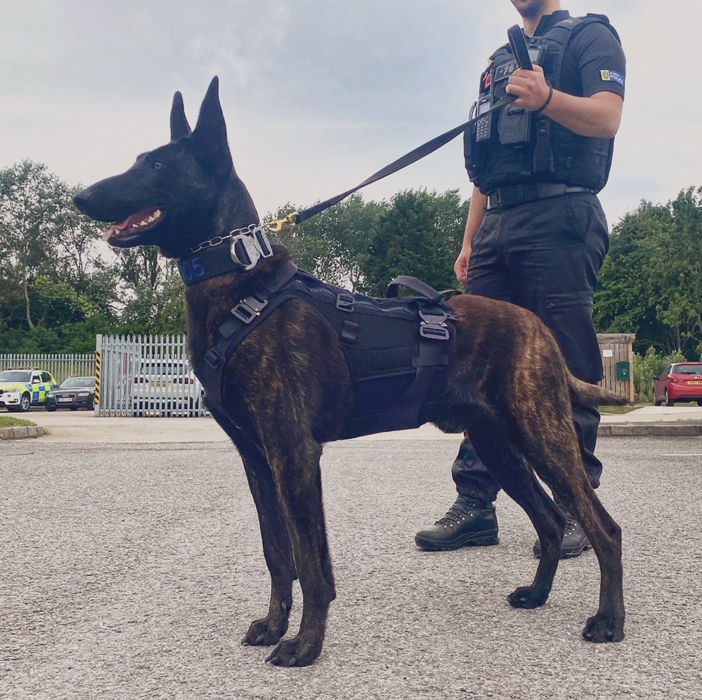 Picked up Toro’s body armour today which will protect him from knives and bullets. A fantastic piece of kit that all Police Dog’s deserve! 

#PDToro #PoliceDog #BodyArmour #FinnsLaw #FinnsLawPart2