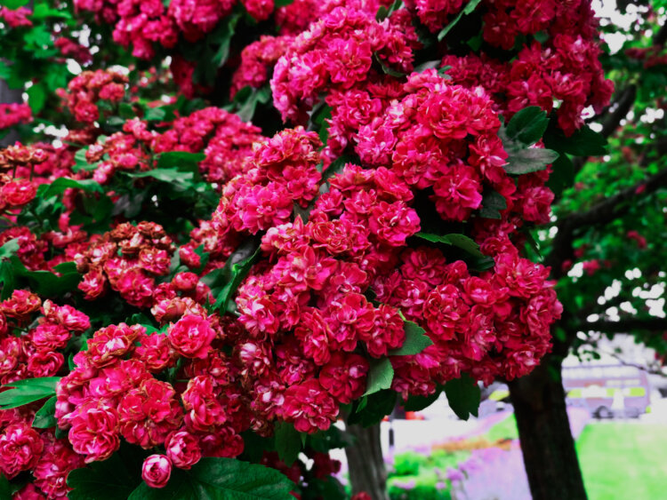 боярышник пауль скарлет. боярышник декоративный пауль скарлет. боярышник пол. боярышник обыкновенный паулс скарлет. боярышник декоративный пауль скарлет.