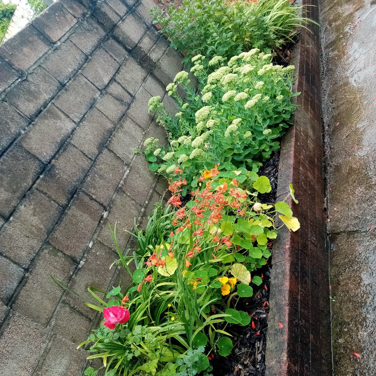My Garden Growing well and my First Pink Rose who new I be a good Gardener 🌹🏘️