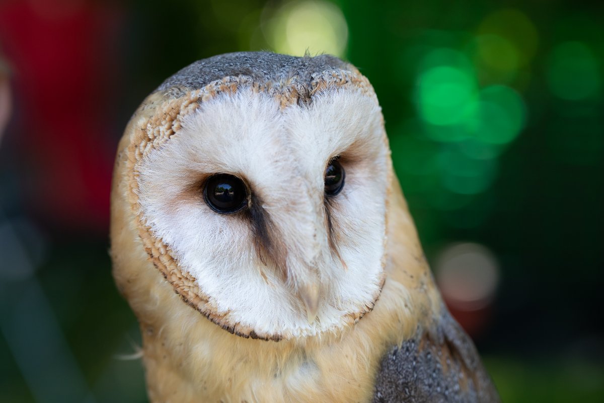 FSCUK's tweet photo. The August edition of our #ForestMatters newsletter includes info on an upcoming FSC #EcosystemServices training course from the @soilassociation, the #FSCFurnitureAwards2021 and getting involved in #FSCFriday. Read more and subscribe here https://t.co/CaRff5fx2U? https://t.co/PgqtCvB94H