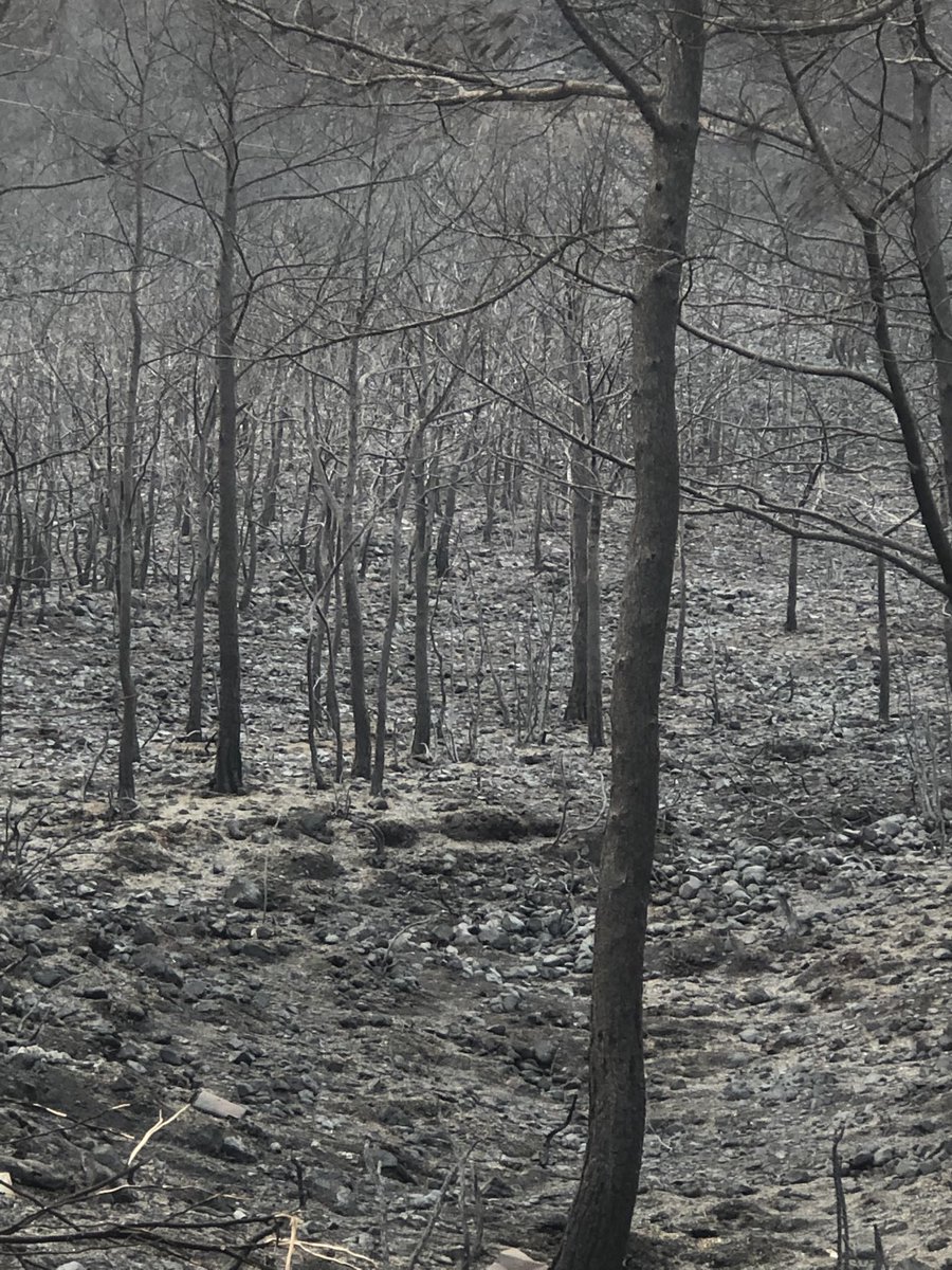 Yangın bölgesindeyim,
Burası Marmaris içmeler,
Yangın dağlardan aşıp yola kadar gelerek yanacak bir şey kalmayınca sönmüş!
ağaçlar kapkara hayaletlere dönüp
yemyeşil toprak gri küflerle kaplanmış,
Ciğerlerimiz yandı, 
Yazıklar olsun,