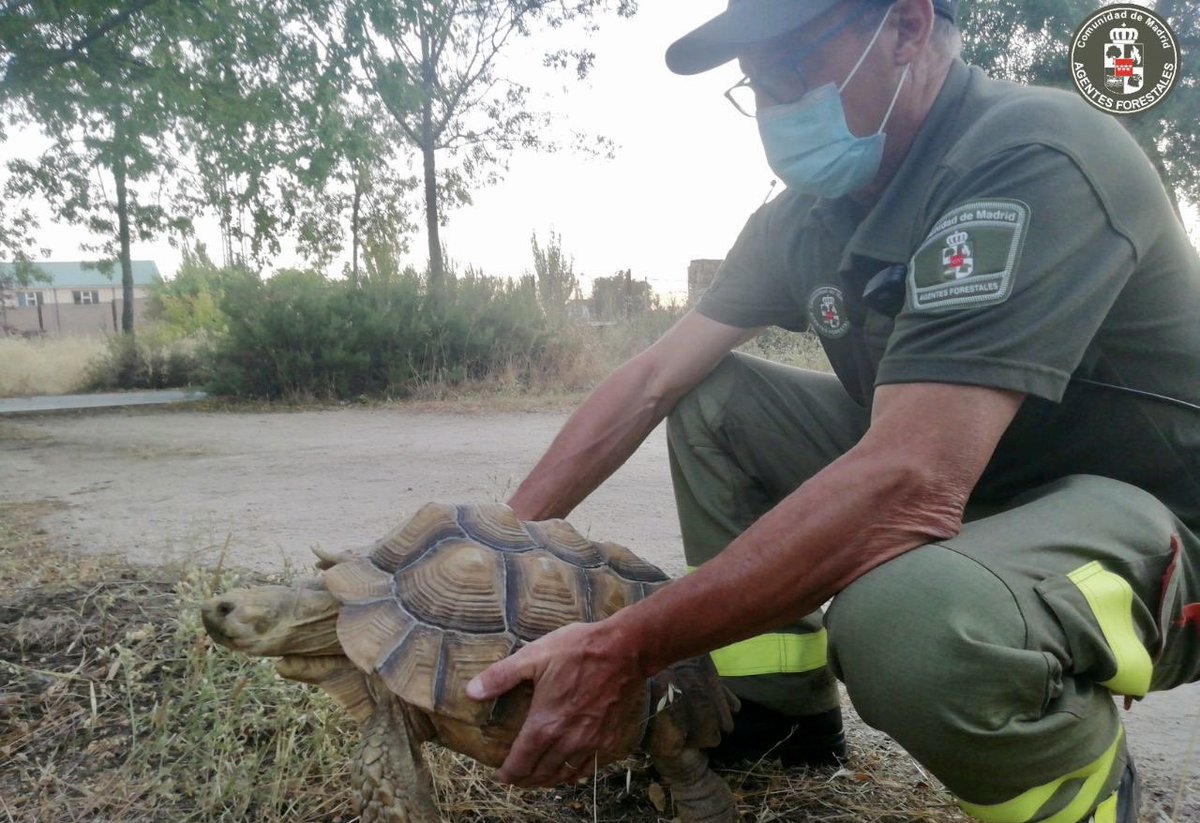 112cmadrid's tweet photo. 🟢 #AgentesForestalesCM recogieron en la tarde de ayer una tortuga de espolones africana en una vía pecuaria en  #ElVellón.

🐢 Afortunadamente en buenas condiciones pero fue trasladada al Centro de Recuperación de Animales Silvestres #CRAS de la @ComunidadMadrid.

#ASEM112 https://t.co/K02Ky0hid2
