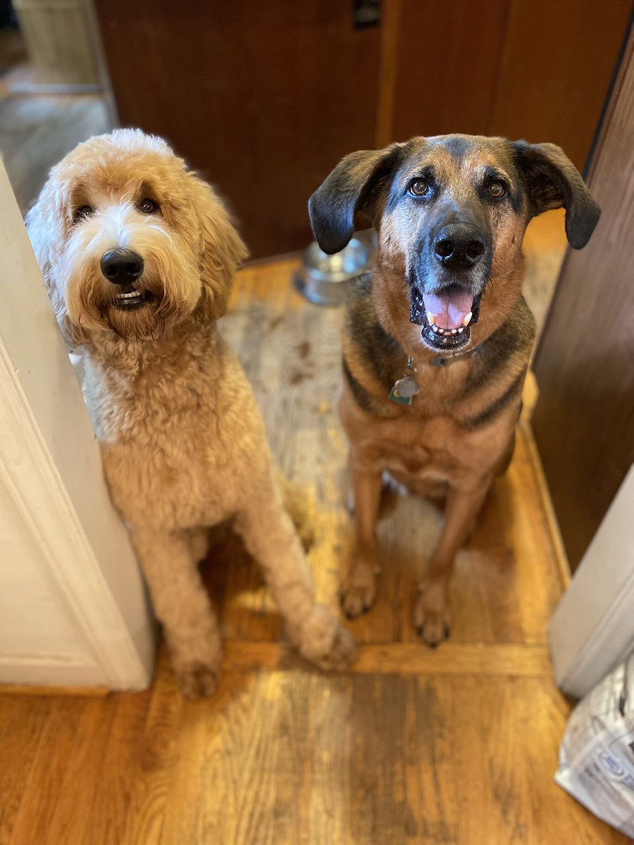NicTweetsSports's tweet photo. Cleansing the TL #dogsoftwitter #cltdogs #goldendoodle #shepherdhound https://t.co/4vr0aRMs0C