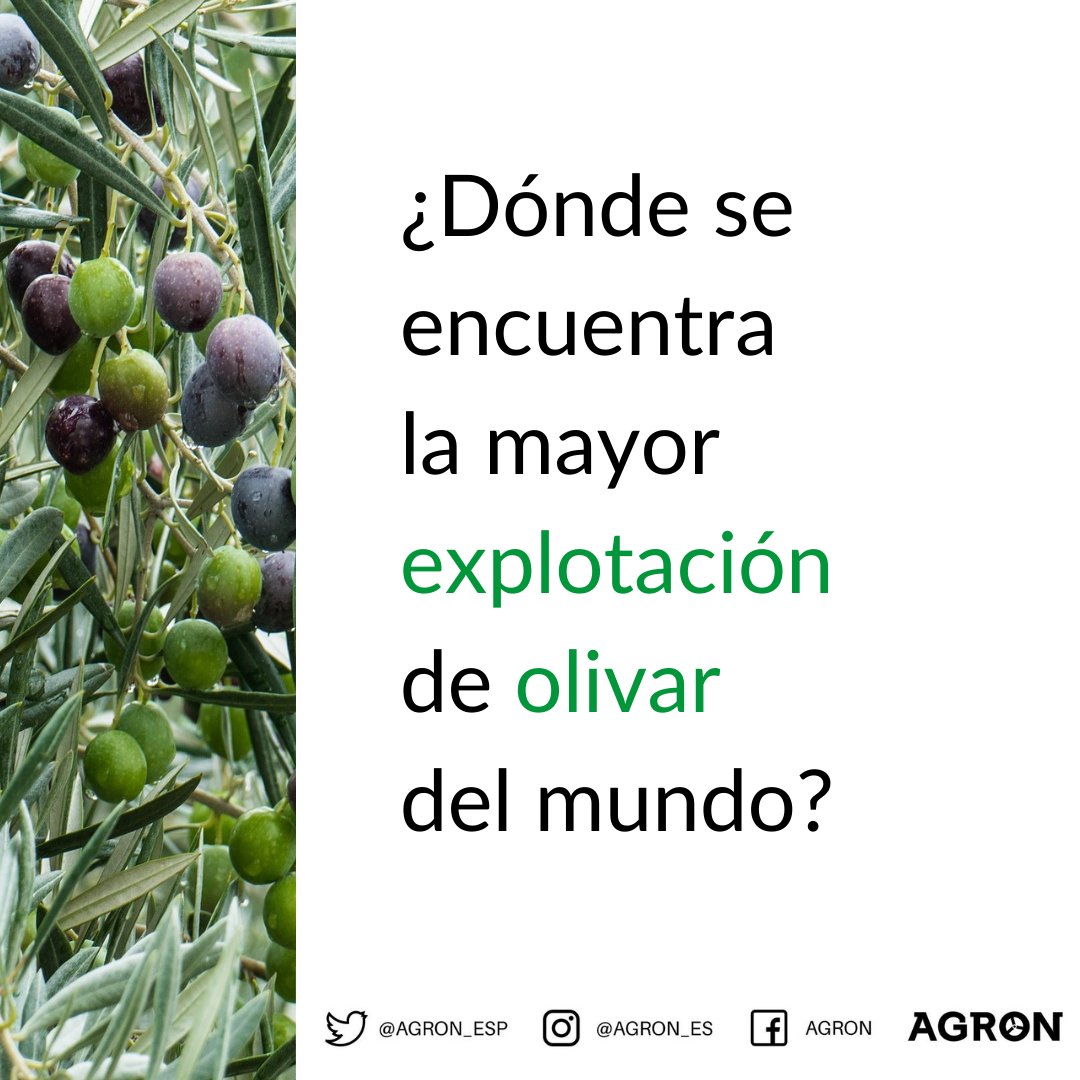 A pesar de que #España es el líder mundial en extensión y producción de #olivar, el Libro Guinness reconoce a la explotación #olivarera de Al Jouf, en Arabia Saudí, como la más #grande del mundo en una sola linde con más de 7.335 hectáreas.🌿🌏

#AGRON #Agrotech #Agtech #olive