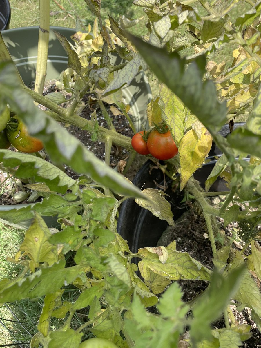 maliev722's tweet photo. Good Day from my mini garden! Some sweet Oblique Longhorn bees (or sunflower bees!) modeled for me, my tomatoes are ripening nicely, and my zinnia has started to open up 🥰 #GardeningTwitter #gardening #sunflower #zinnia #bees #gardengoth https://t.co/zLDDDweuc0