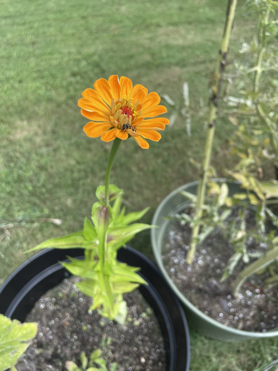 maliev722's tweet photo. Good Day from my mini garden! Some sweet Oblique Longhorn bees (or sunflower bees!) modeled for me, my tomatoes are ripening nicely, and my zinnia has started to open up 🥰 #GardeningTwitter #gardening #sunflower #zinnia #bees #gardengoth https://t.co/zLDDDweuc0