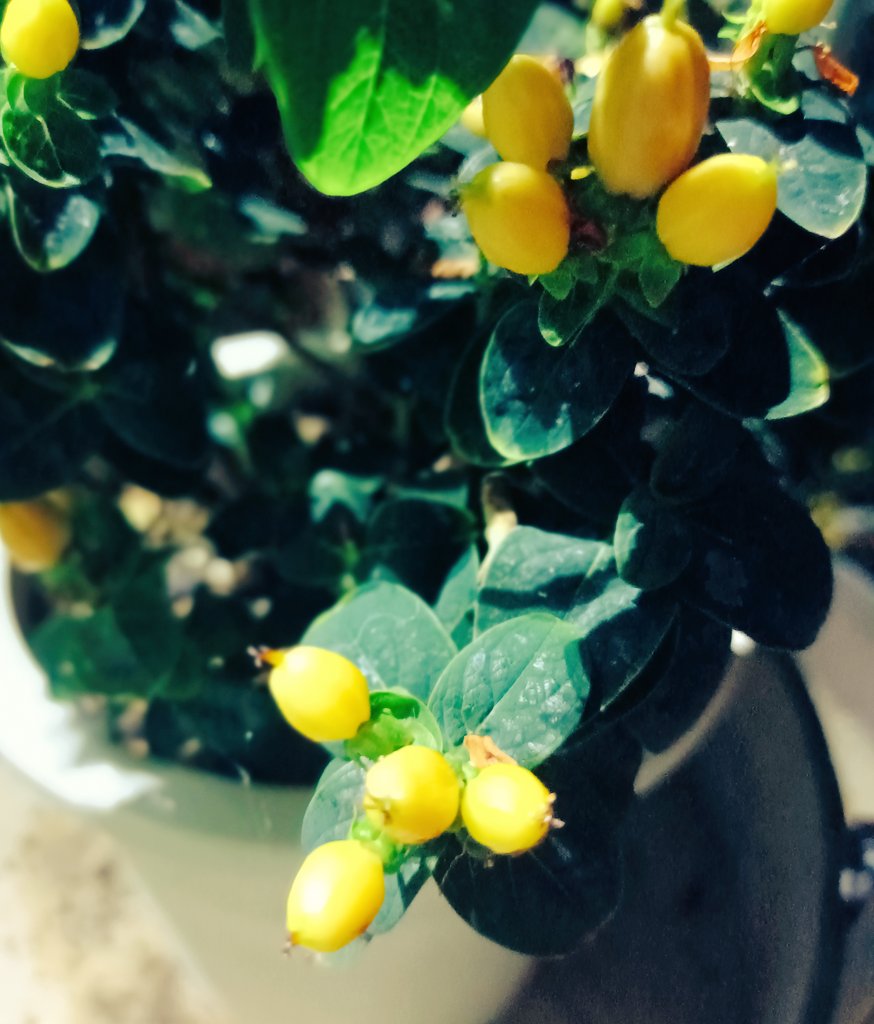 bbtbase's tweet photo. ヒペリカム
なかなか咲かないなって思ってたら咲いた後の実だったw
切り花ではよく見るけど鉢物も有りですね！
#BBTBASE #テラリウム #アクアリウム #ビバリウム #ヒペリカム #鉢 #開花 #実 #切花 #イエロー https://t.co/8R3QjF0SIZ