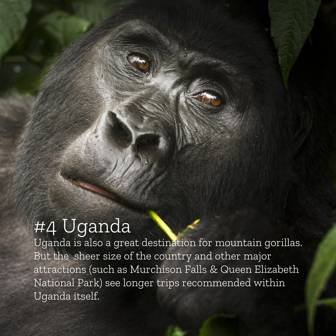 Where to go for a first-time safari in East Africa? Here's a snippet of our favourite destinations: bit.ly/3AcAWLJ