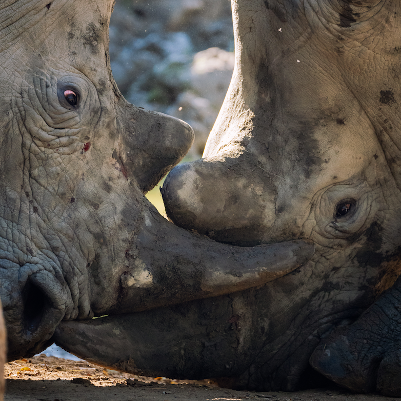 SPNOfficial_'s tweet photo. In South Africa, over 249 rhinos have been poached since January, and this is a direct result of lifting the Covid-19 lockdowns.
More rhinos will die if we don't protect them. Visit https://t.co/JXUd73PrT1 to learn how we plan on doing that. #WalkRideRun #StopPoachingNow https://t.co/DdoQC2qUkd