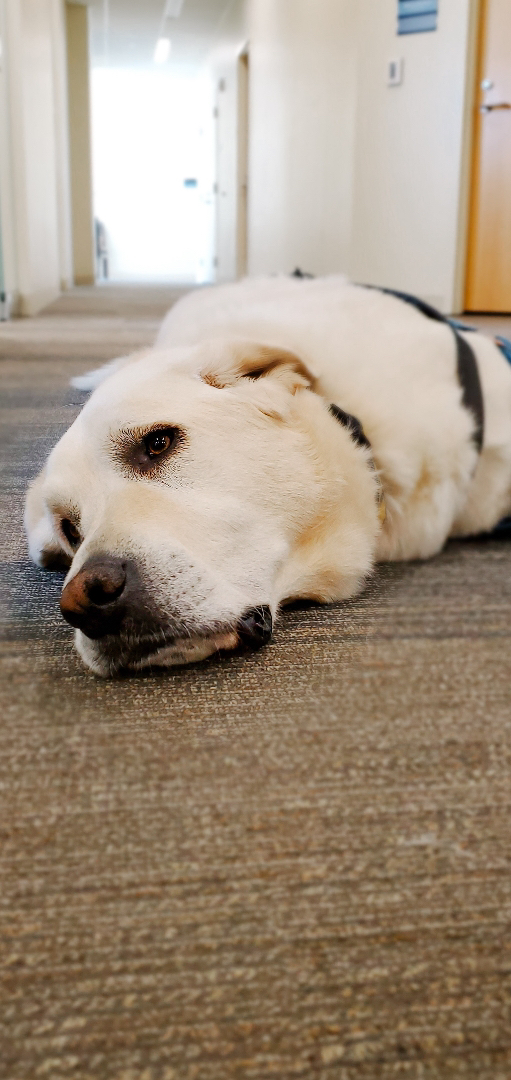 Happy #NationalWorkLikeADogDay to our favorite therapy dog, Ryder! He works *so* hard! 😉