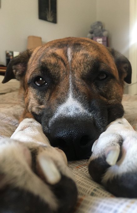 Good morning from Ranger and the Wolf Pack ❤️☕️ https://t.co/E3uo5WgJWa<a href="/tag/mvsales"class="tags"><span>#mvsales</span></a>