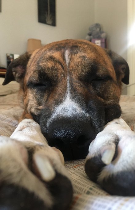 Good morning from Ranger and the Wolf Pack ❤️☕️ https://t.co/E3uo5WgJWa<a href="/tag/swersmokesesh"class="tags"><span>#swersmokesesh</span></a>