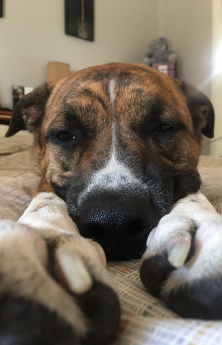 Good morning from Ranger and the Wolf Pack ❤️☕️ https://t.co/E3uo5WgJWa<a href="/tag/mvsales"class="tags"><span>#mvsales</span></a>