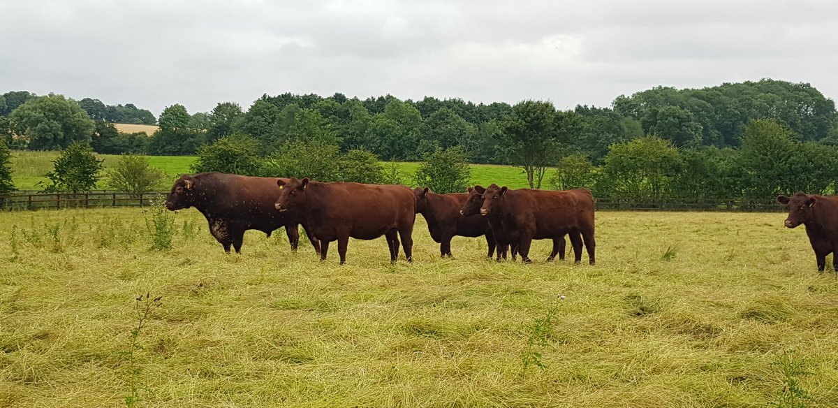 Walking in the coutryside is great for both physical & mental wellbeing. If you come for a walk around the estate on a Sunday lunchtime why not prebook a Lincoln Red Beef roll for £2.50.  southormsbyestate.co.uk/the-old-school/ #lincolnshirewalks #lovelincswolds #southormsbyestate